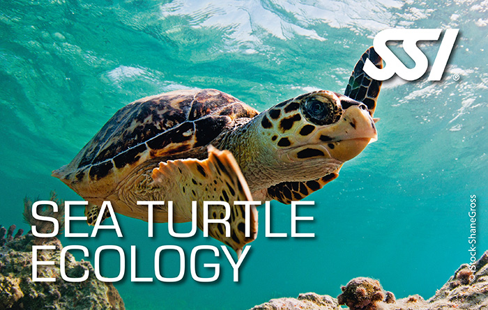 Spezialkurs Tauchzentrum Wien Sea Turtle Ecology