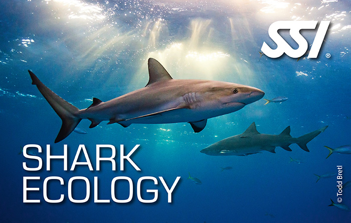 Spezialkurs Tauchzentrum Wien Shark Ecology